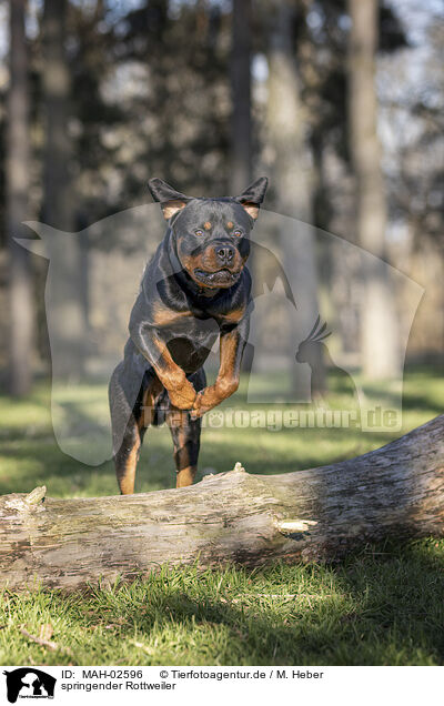 springender Rottweiler / MAH-02596