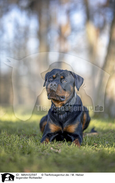 liegender Rottweiler / MAH-02597