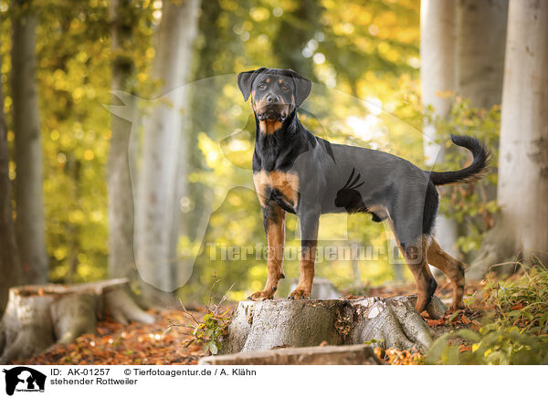 stehender Rottweiler / standing Rottweiler / AK-01257