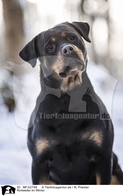 Rottweiler im Winter / NP-02798