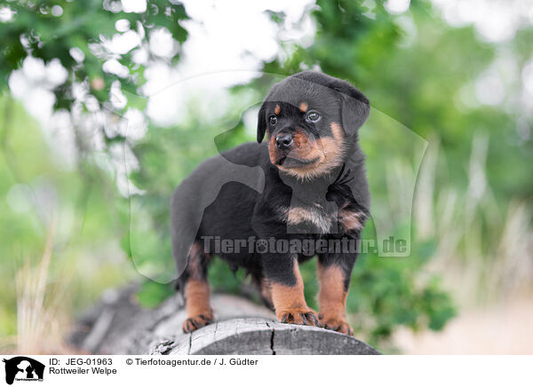 Rottweiler Welpe / JEG-01963