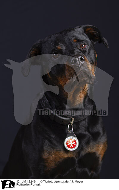 Rottweiler Portrait / JM-12249