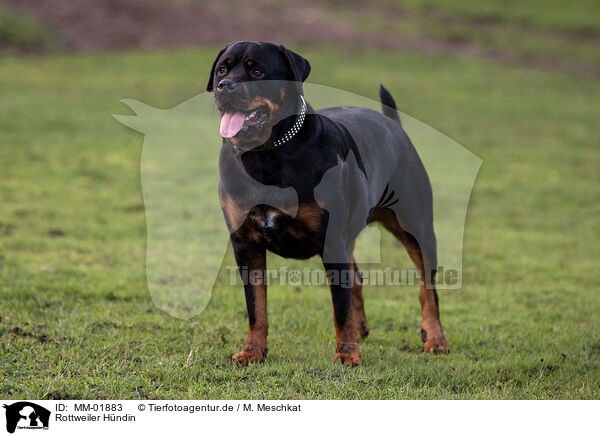 Rottweiler Hndin / female Rottweiler / MM-01883