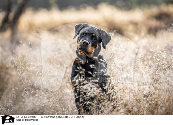 junger Rottweiler / young Rottweiler / JRO-01609