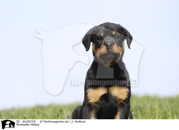 Rottweiler Welpe / JH-28779