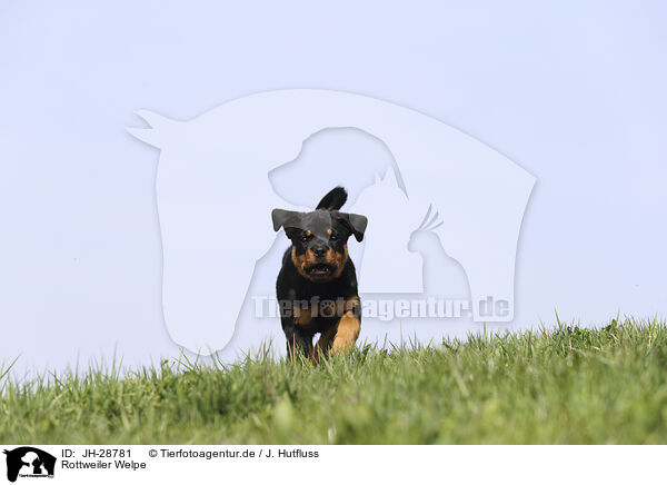Rottweiler Welpe / JH-28781