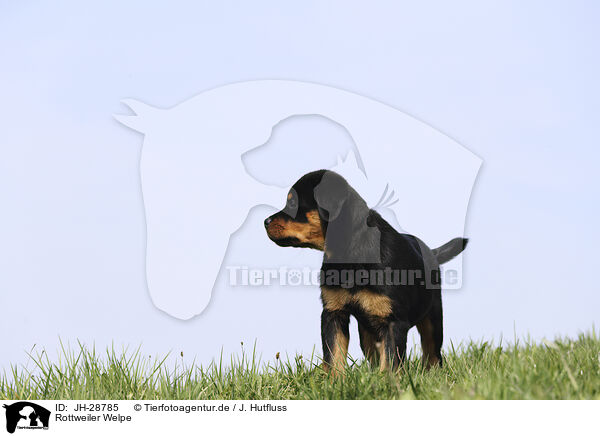 Rottweiler Welpe / JH-28785