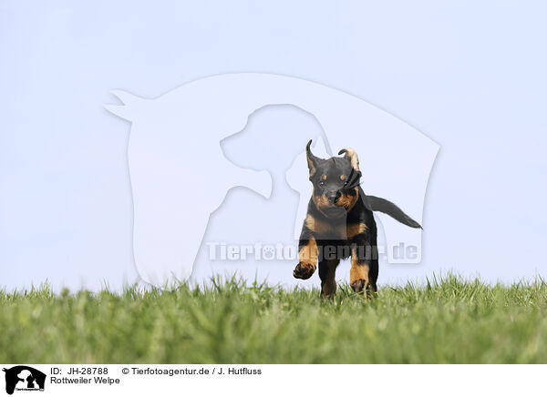 Rottweiler Welpe / JH-28788