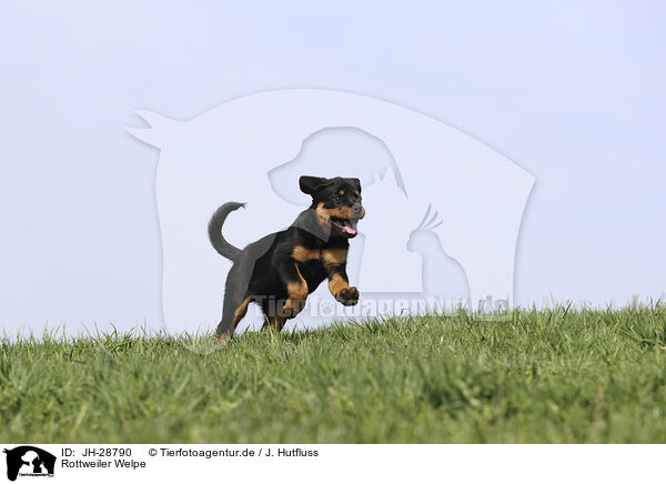 Rottweiler Welpe / JH-28790