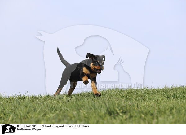 Rottweiler Welpe / JH-28791