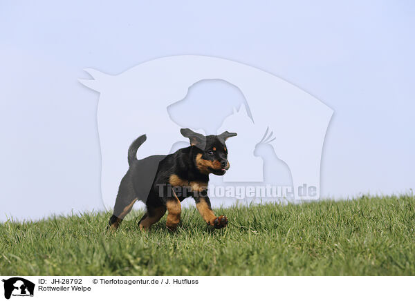 Rottweiler Welpe / JH-28792