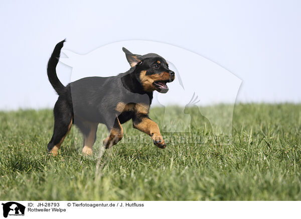 Rottweiler Welpe / JH-28793