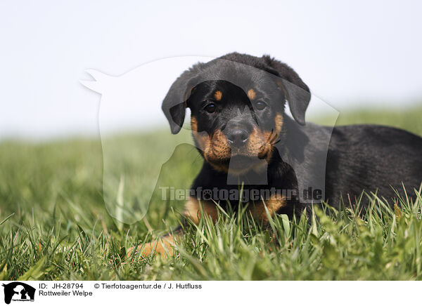 Rottweiler Welpe / JH-28794