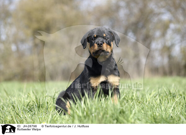 Rottweiler Welpe / JH-28798