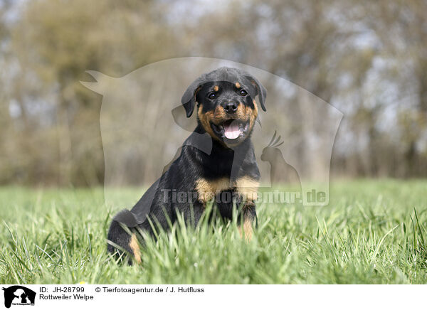Rottweiler Welpe / JH-28799