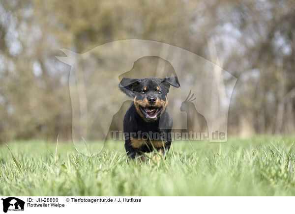 Rottweiler Welpe / JH-28800