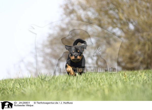 Rottweiler Welpe / JH-28801