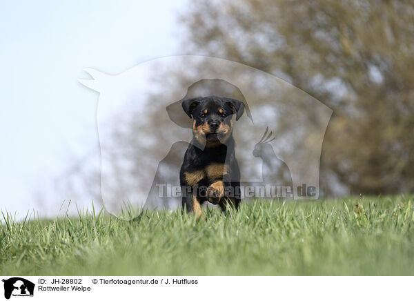 Rottweiler Welpe / JH-28802