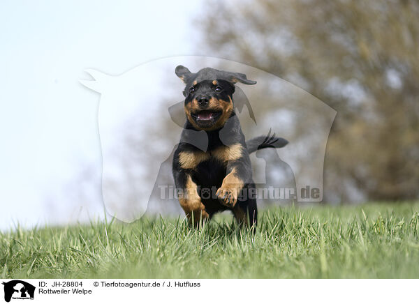 Rottweiler Welpe / JH-28804
