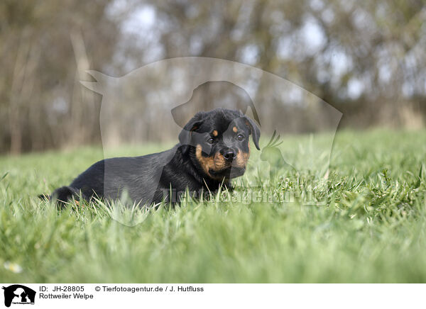 Rottweiler Welpe / JH-28805