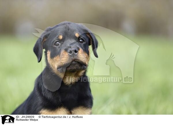 Rottweiler Welpe / JH-28809