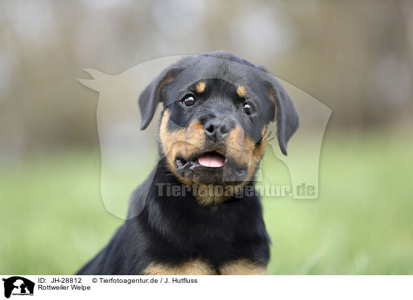 Rottweiler Welpe / JH-28812