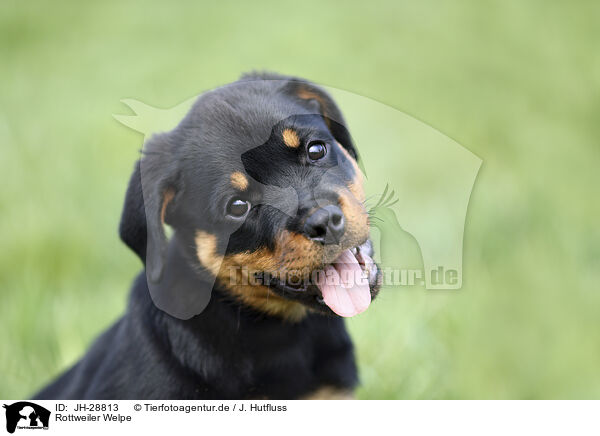 Rottweiler Welpe / JH-28813