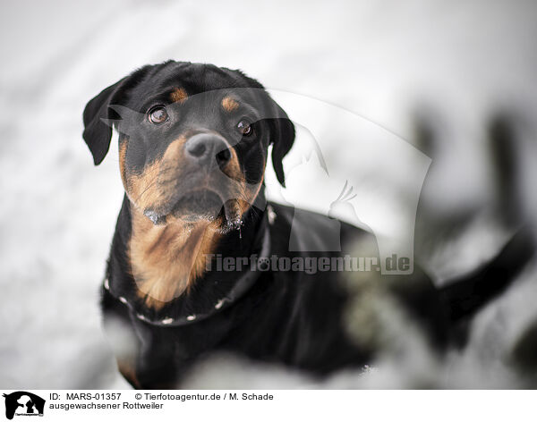 ausgewachsener Rottweiler / adult Rottweiler / MARS-01357