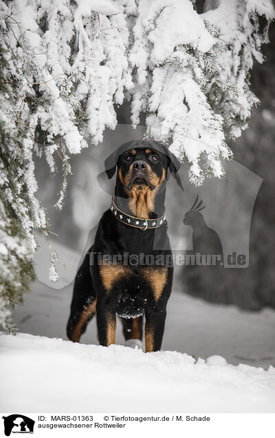 ausgewachsener Rottweiler / adult Rottweiler / MARS-01363