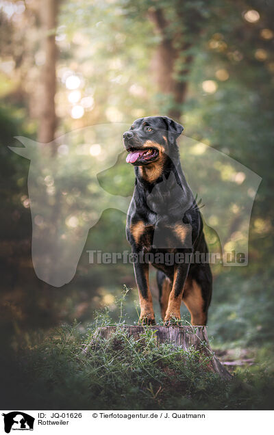 Rottweiler / JQ-01626