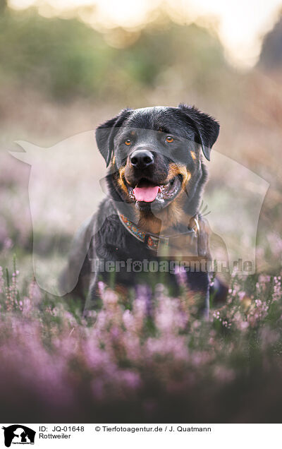 Rottweiler / Rottweiler / JQ-01648