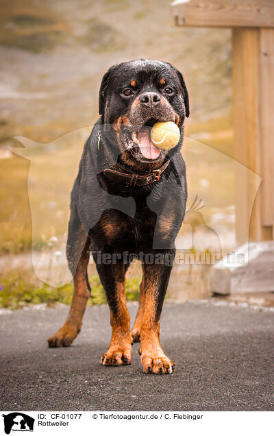Rottweiler / Rottweiler / CF-01077