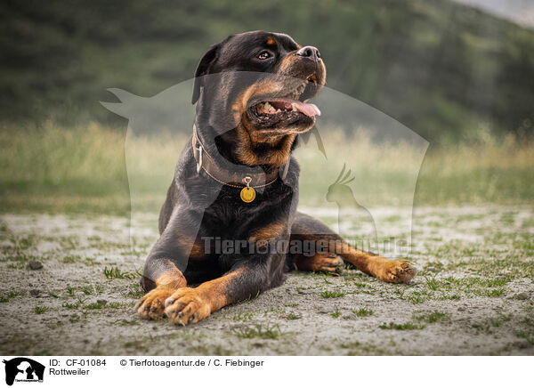 Rottweiler / CF-01084