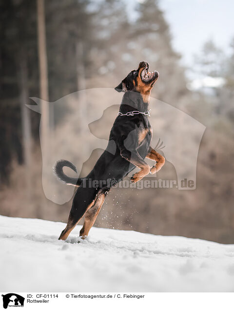 Rottweiler / Rottweiler / CF-01114