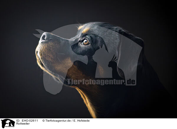Rottweiler / EHO-02611