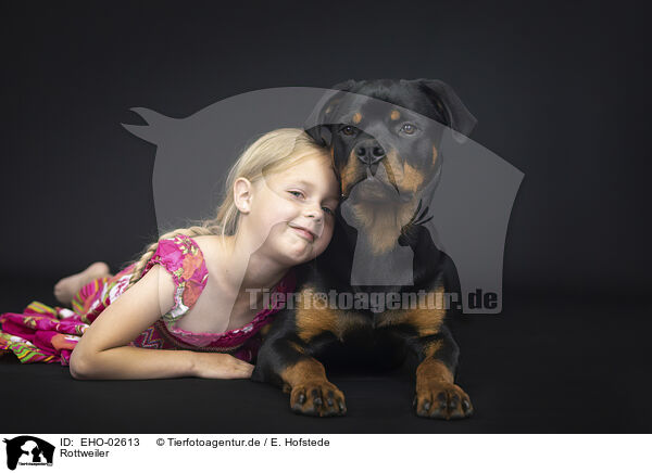 Rottweiler / Rottweiler / EHO-02613