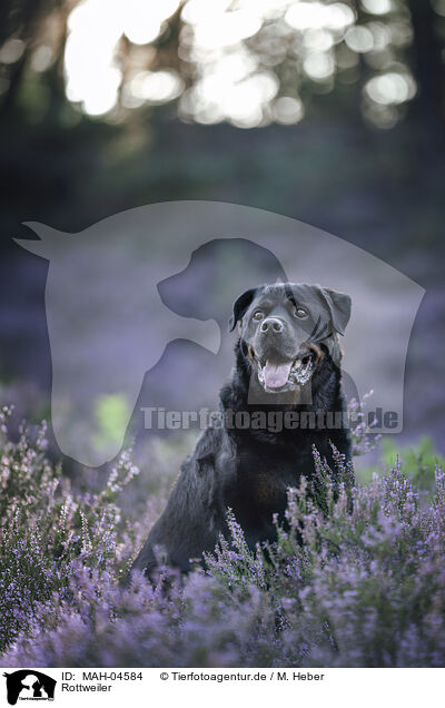 Rottweiler / Rottweiler / MAH-04584