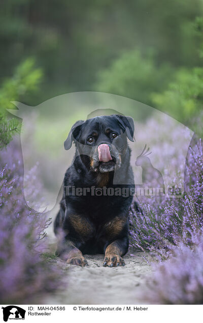 Rottweiler / Rottweiler / MAH-04586