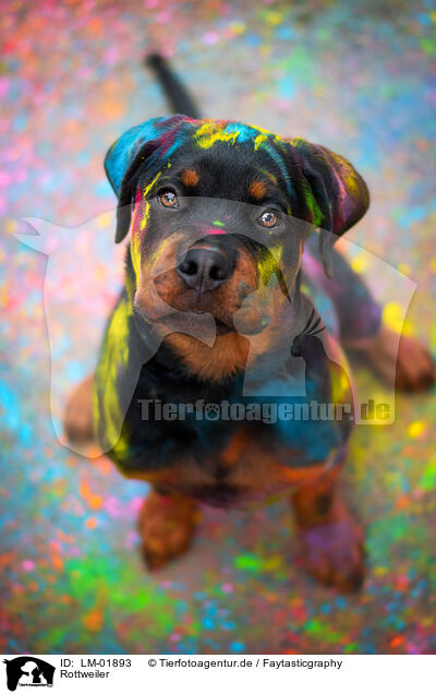 Rottweiler / Rottweiler / LM-01893