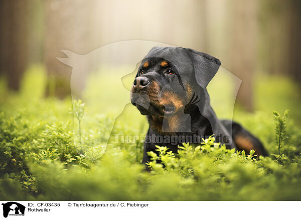 Rottweiler / CF-03435