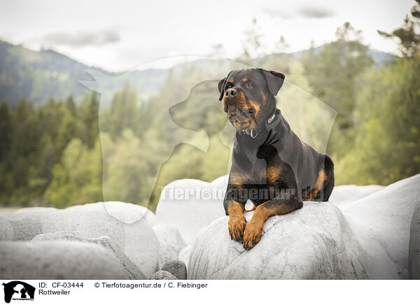 Rottweiler / Rottweiler / CF-03444