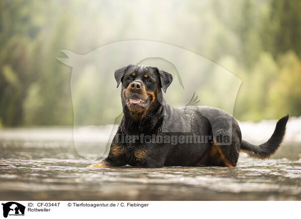 Rottweiler / Rottweiler / CF-03447