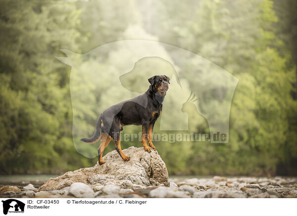 Rottweiler / Rottweiler / CF-03450