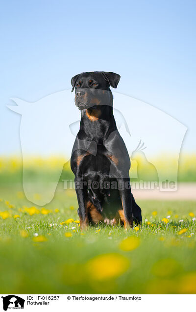 Rottweiler / Rottweiler / IF-016257