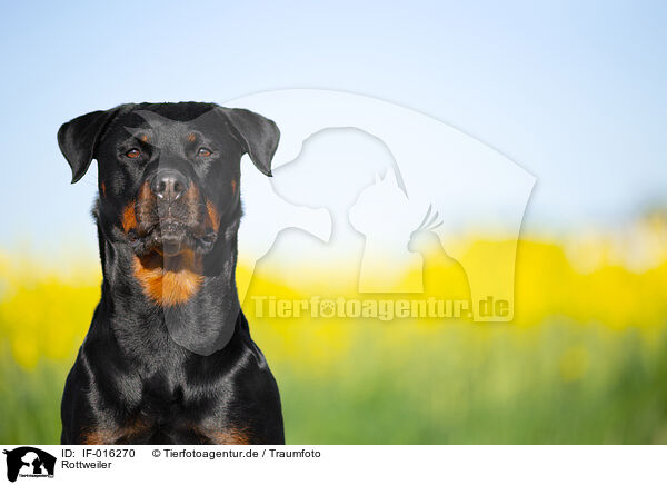 Rottweiler / Rottweiler / IF-016270