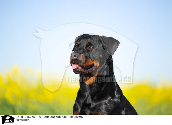 Rottweiler / Rottweiler / IF-016275