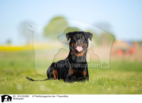 Rottweiler / Rottweiler / IF-016286