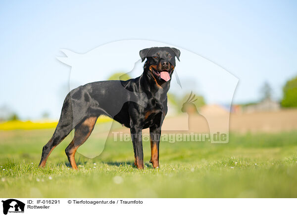 Rottweiler / Rottweiler / IF-016291