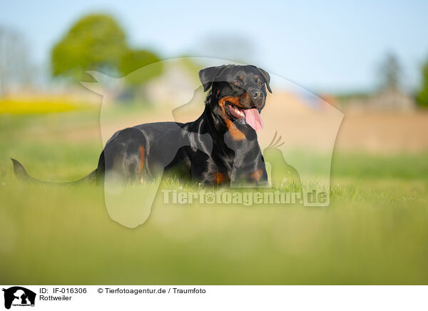 Rottweiler / Rottweiler / IF-016306