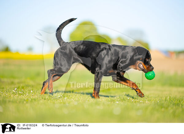 Rottweiler / Rottweiler / IF-016324